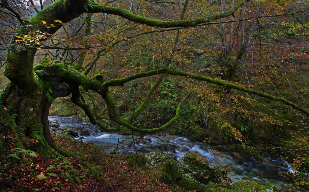 Apartamentos La Regoria Arenas De Cabrales Buitenkant foto